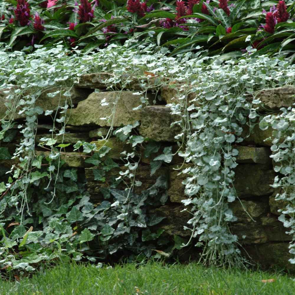 30 Seeds Dichondra Seeds Heat & Drought Tolerant Silver Falls Ground Cover