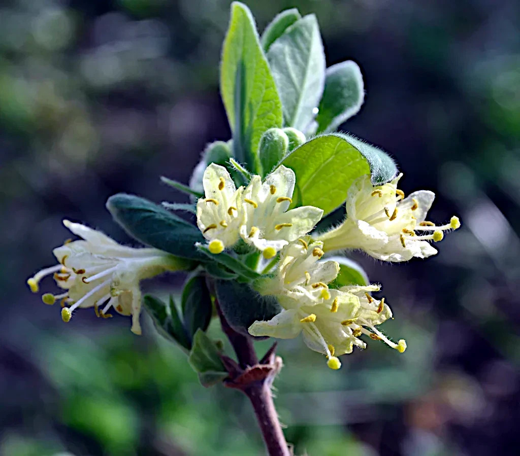 Honeyberry Seeds (Lonicera caerulea) Blue Honeysuckle Fruit Shrub Zone 2 Hardy