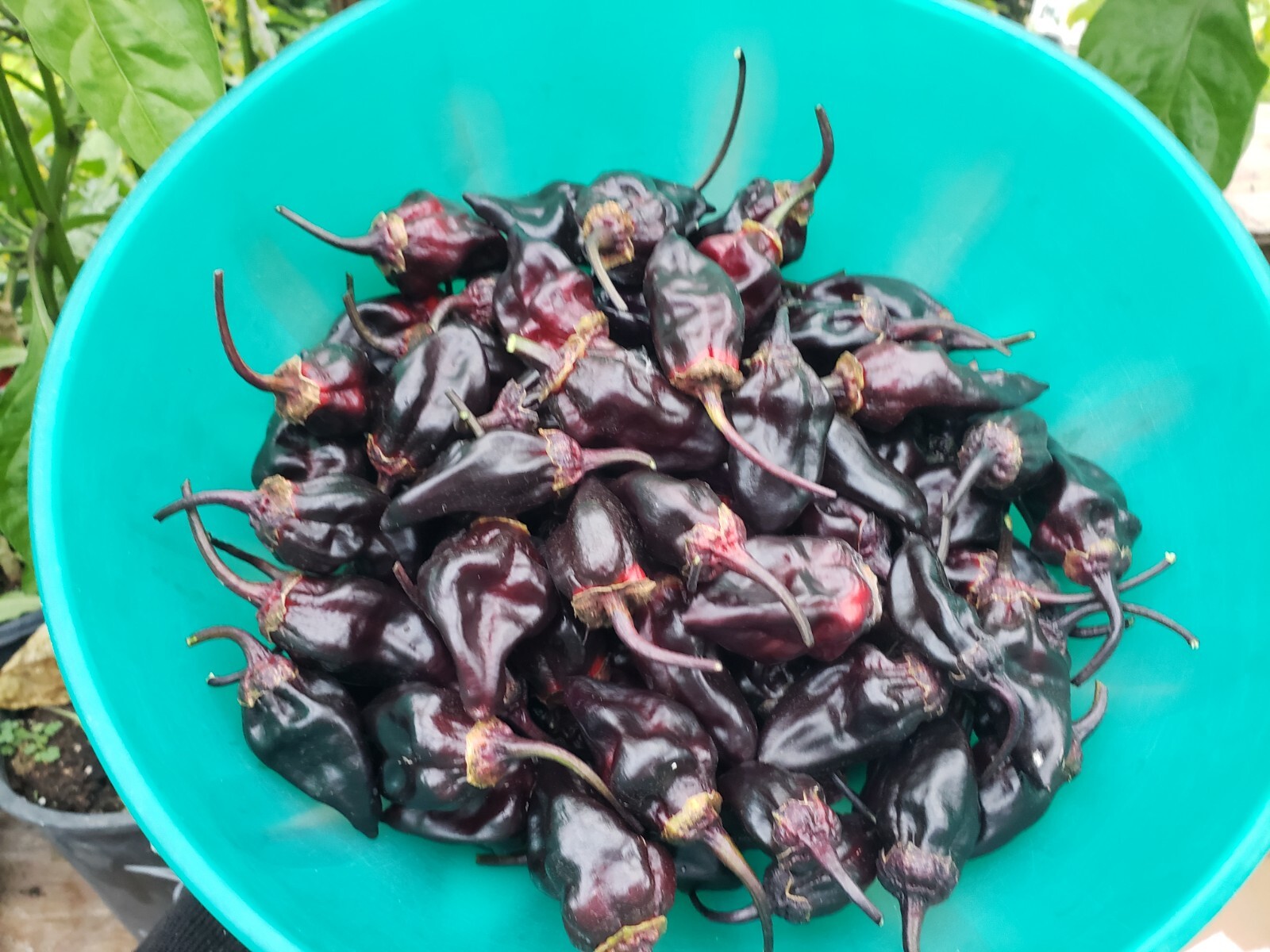 7 Pot Purple Bubblegum Super Hot Pepper Seeds! Black 7BBG Dark Foliage -Tracking