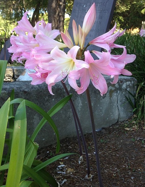 8 Amaryllis Belladonna – Pink Naked Ladies – Surprise Lily – 8 BULBS PER ORDER