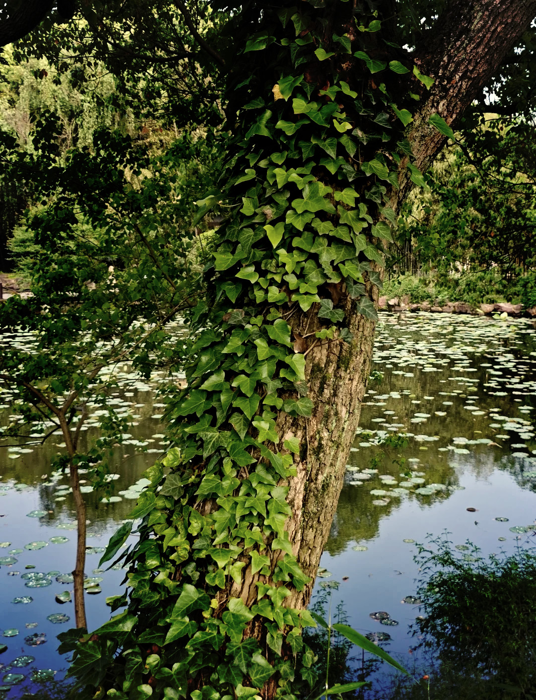 Boston Ivy Seeds 120ct Parthenocissus tricuspidata Climbing Vine Trellis