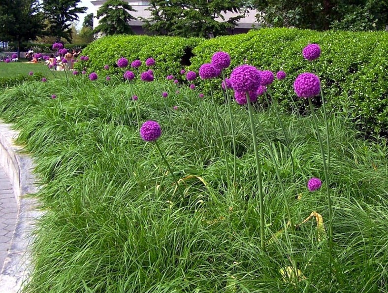 10 PURPLE SENSATION SEEDS (Allium aflatunense) LARGE 4-6″ FLOWERS Butterflies