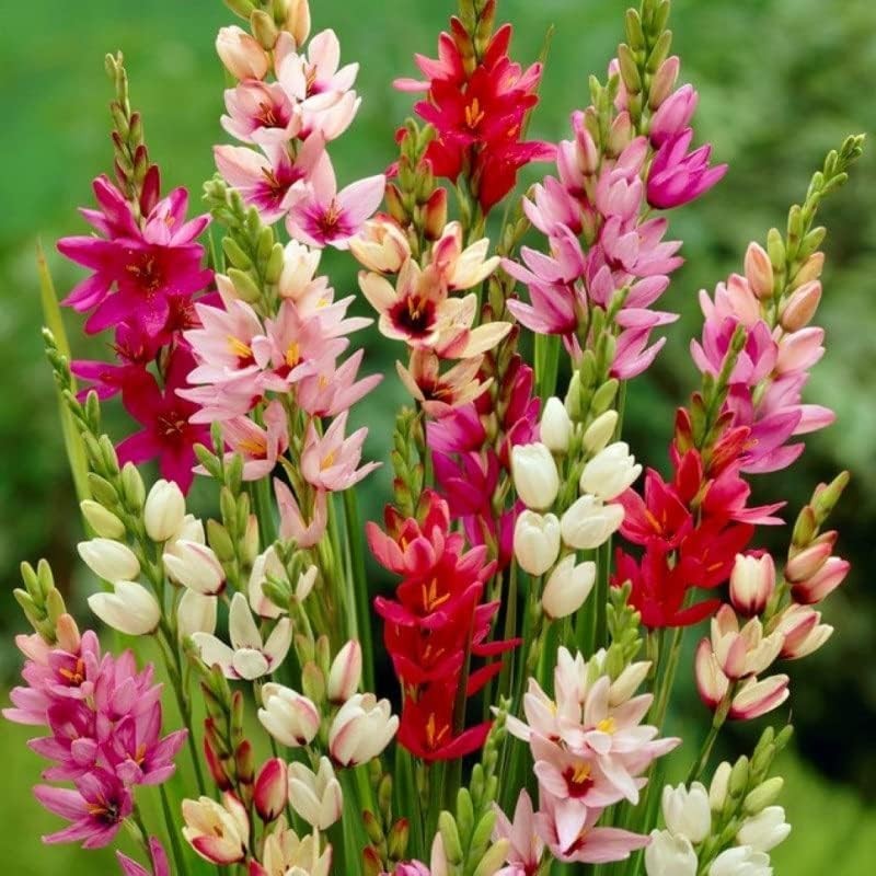 African Corn Lily Mix Bulbs – Long Blooming and Easy to Grow, Ixia Mixed Bulb…