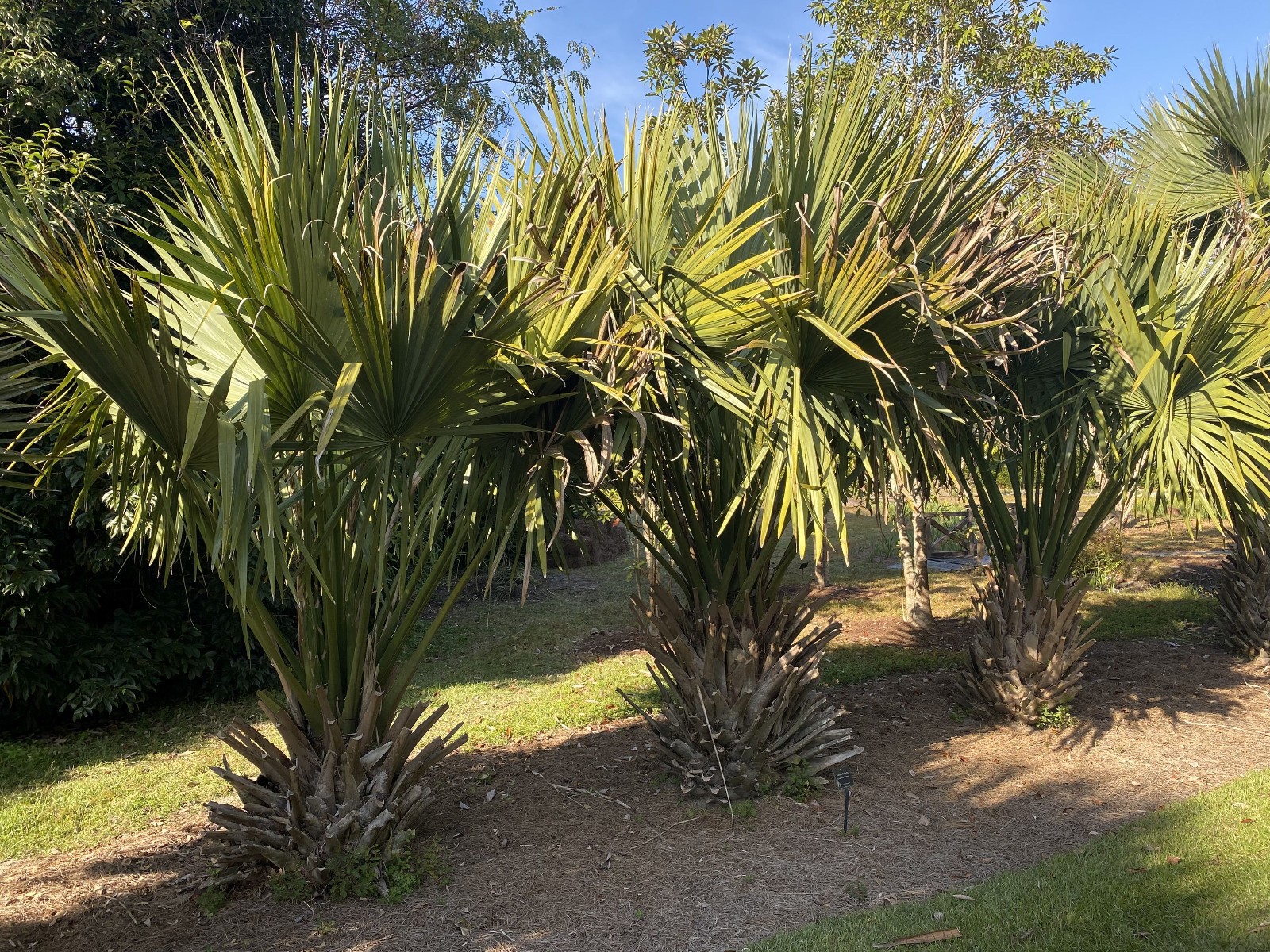 Sabal minor ‘Cape Hatteras’ Seeds! Cold-Hardy, VERY LARGE Form of Sabal minor!