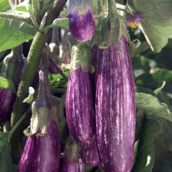 20 Graffiti Eggplant Seeds, NON-GMO, FREE SHIPPING