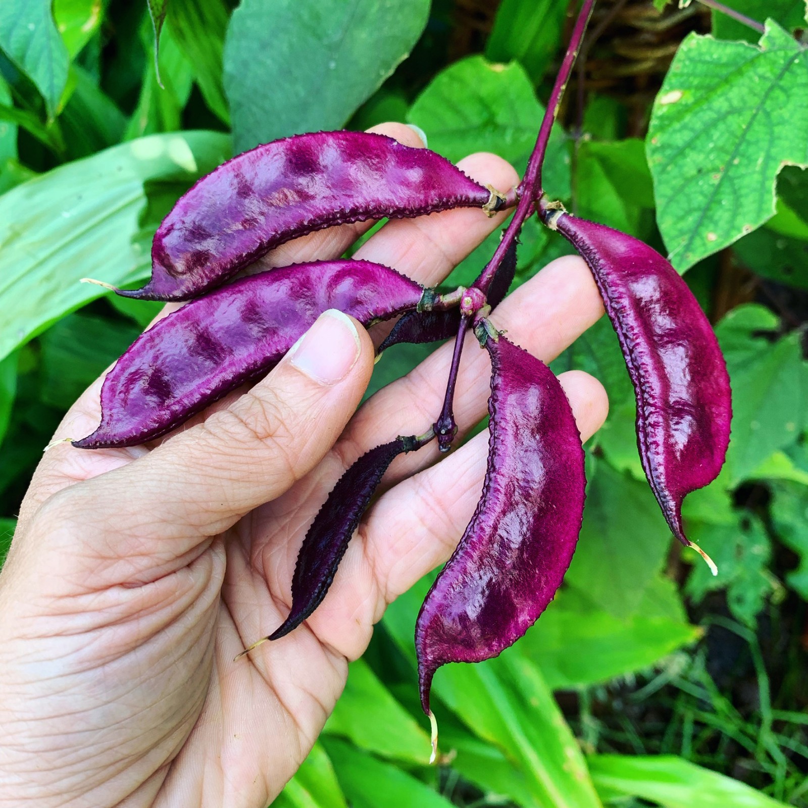 Ruby Moon hyacinth bean vine, Dolichos lablab 15 Seeds Free Shipping!