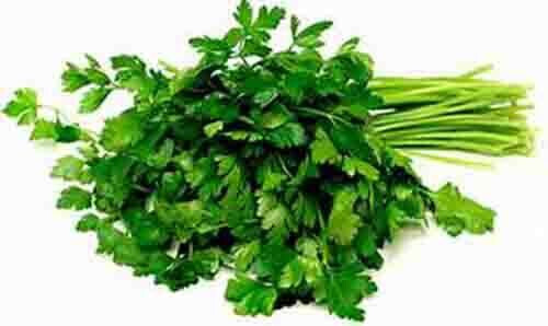 SCARBOROUGH SEEDS Italian Parsley 500 Seeds Non-GMO Fresh Garden Seeds