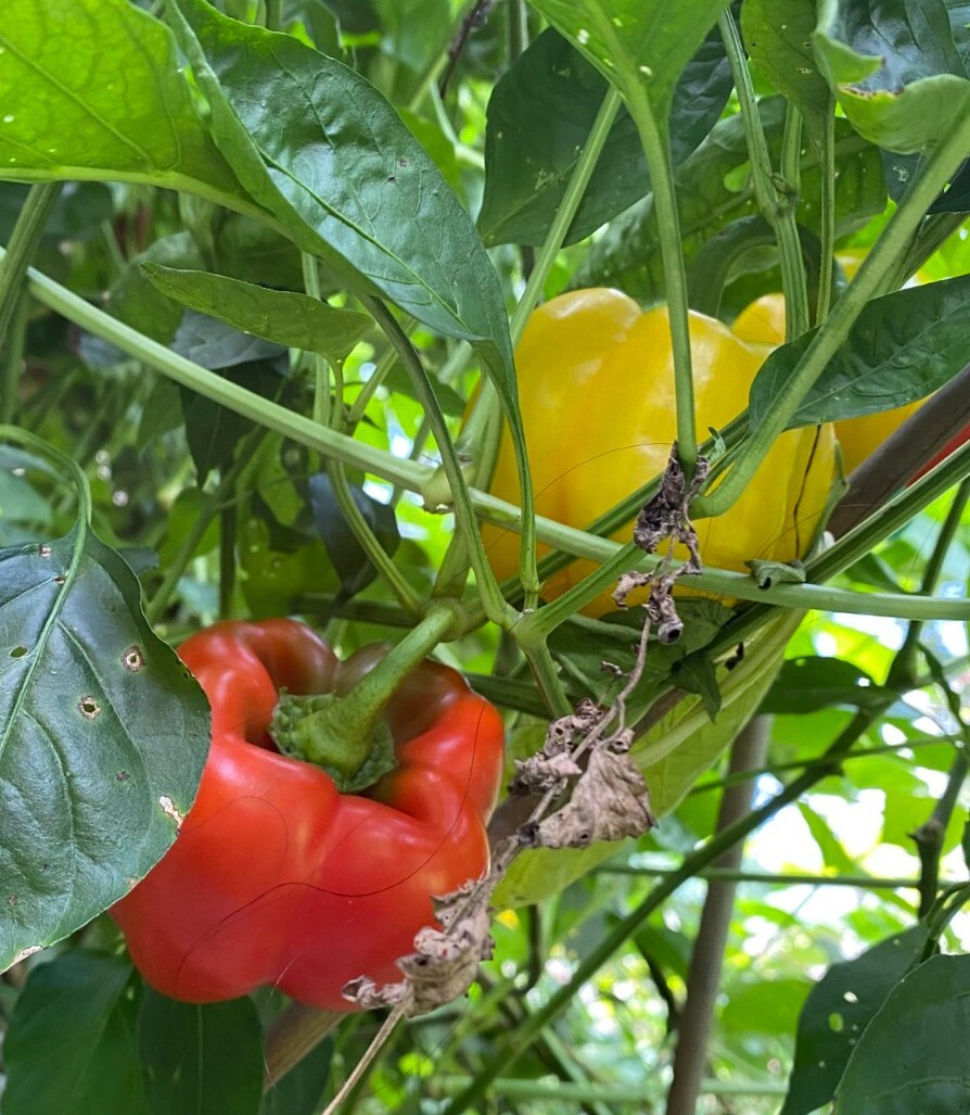 50+ Red, Orange,Yellow & Green Bell Pepper Seeds.US grown seeds.