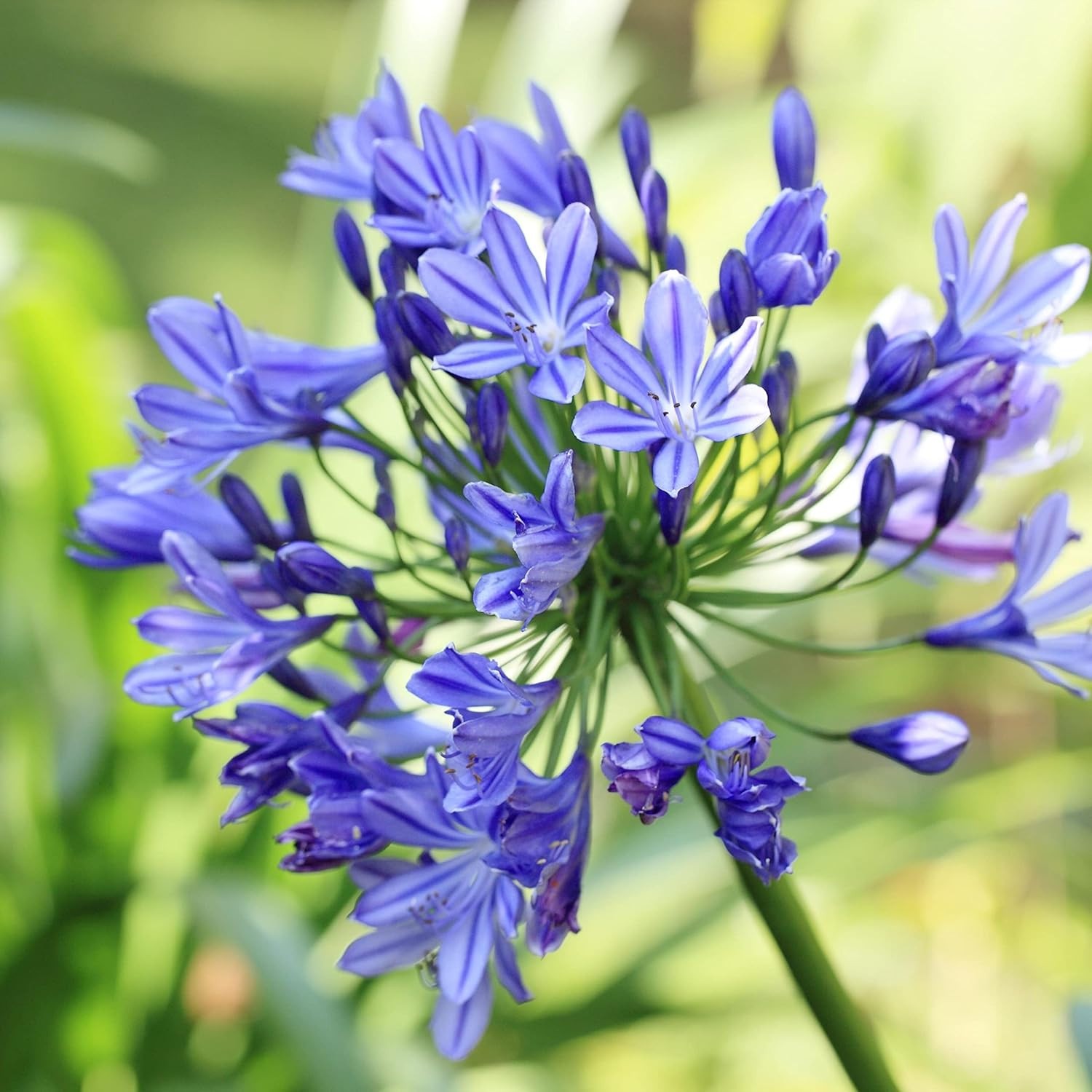 Blue Lily of the Nile Agapanthus Africanus Seeds Free Shipping!