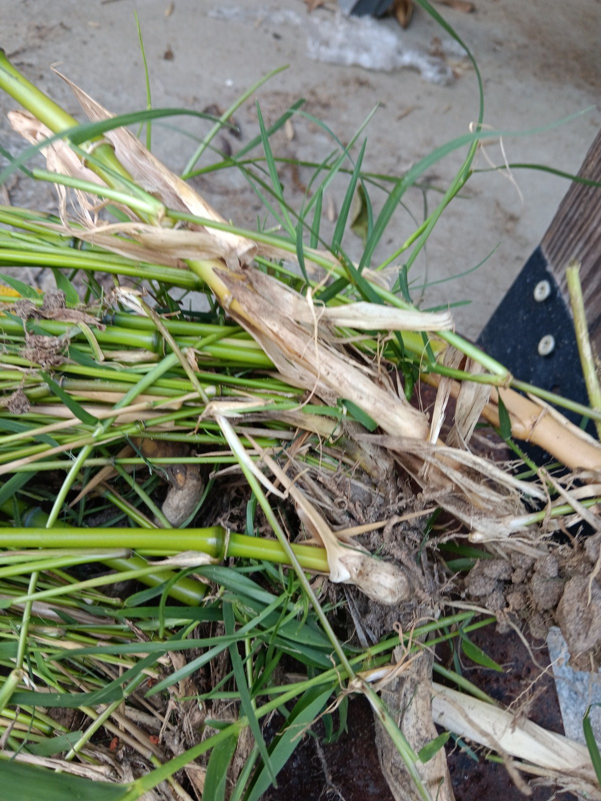 Bamboo Plants Live Starter Plant 10 Rizomes Organic Aurea Bamboo