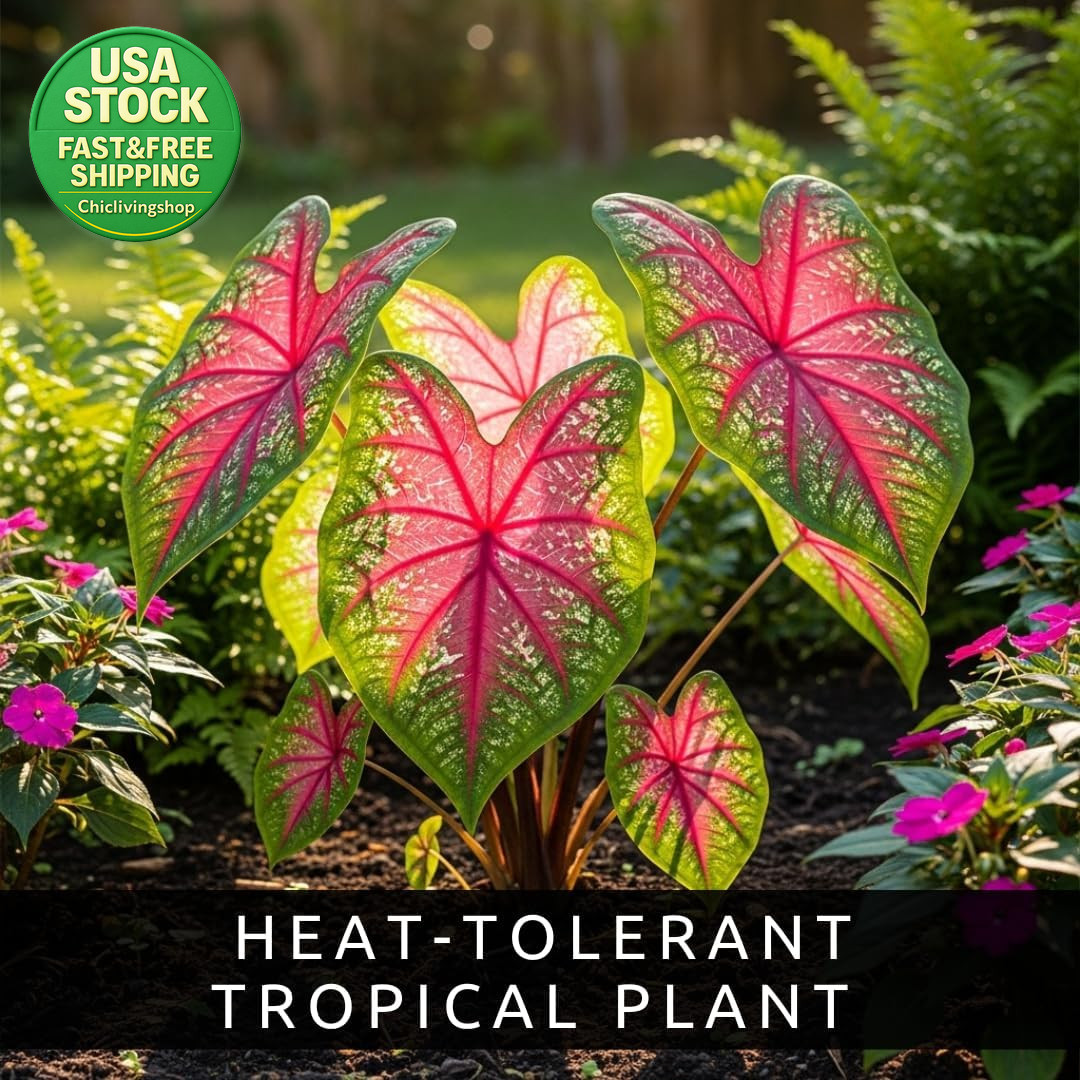 Pink Princess Caladium Bulbs Easy Grow Shade Plant 6 Bulbs Tropical Color