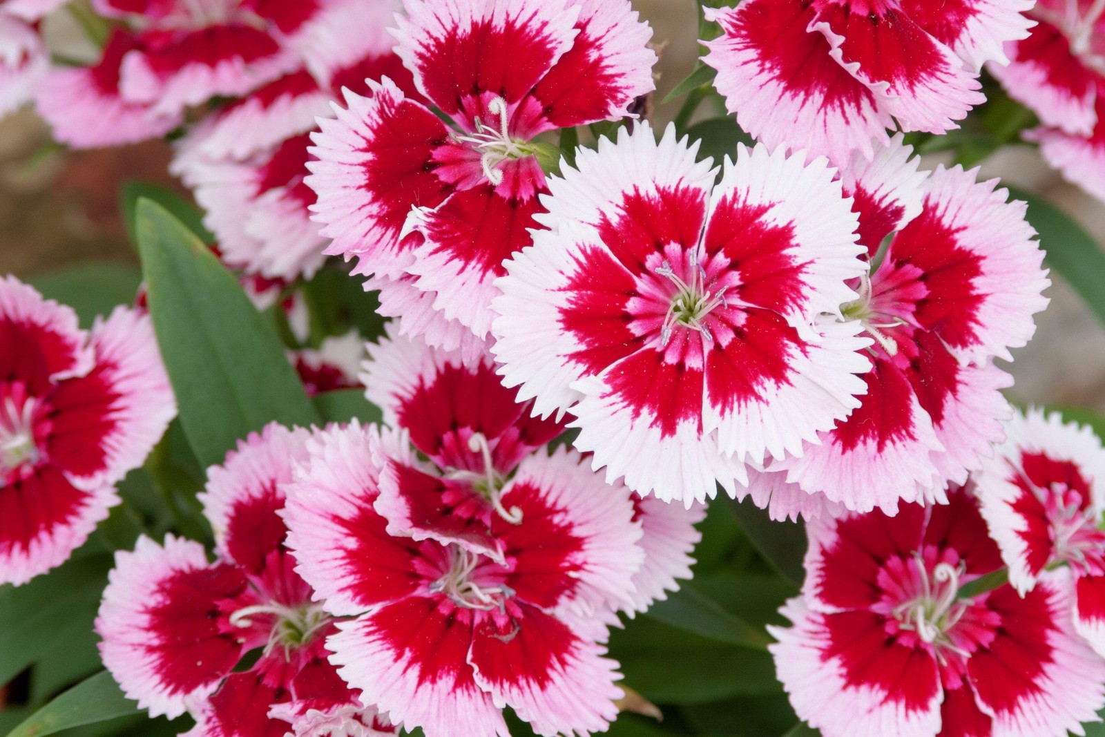 550 MAIDEN PINKS Dianthus Deltoides Flower Seeds