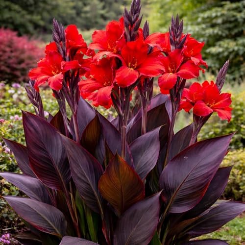 3 Black Knight Canna Lily Bulbs for Planting – Deep Red Blooms with Dark