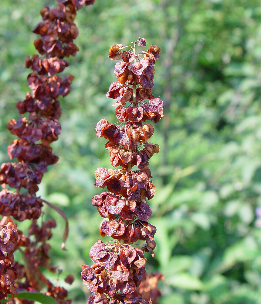 Yellow Dock Seed ~ Rumex crispus ~ 500 to 12oz bulk