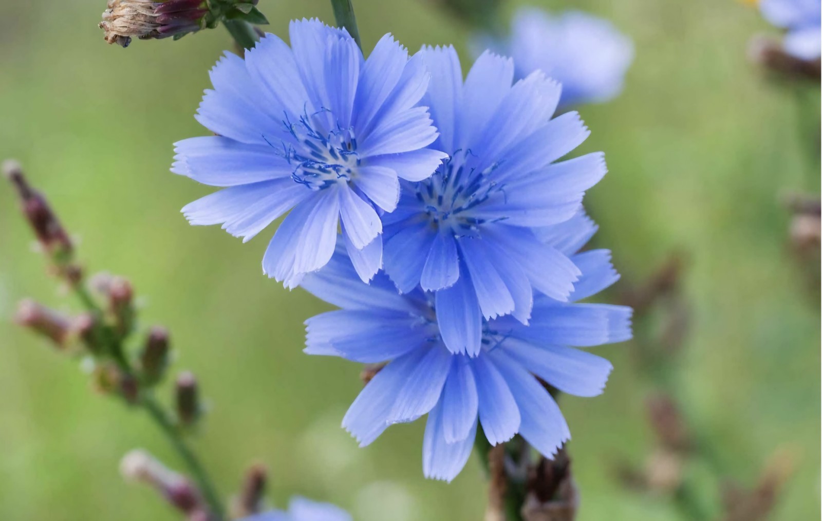 Chicory Seeds (cichorium intybus)