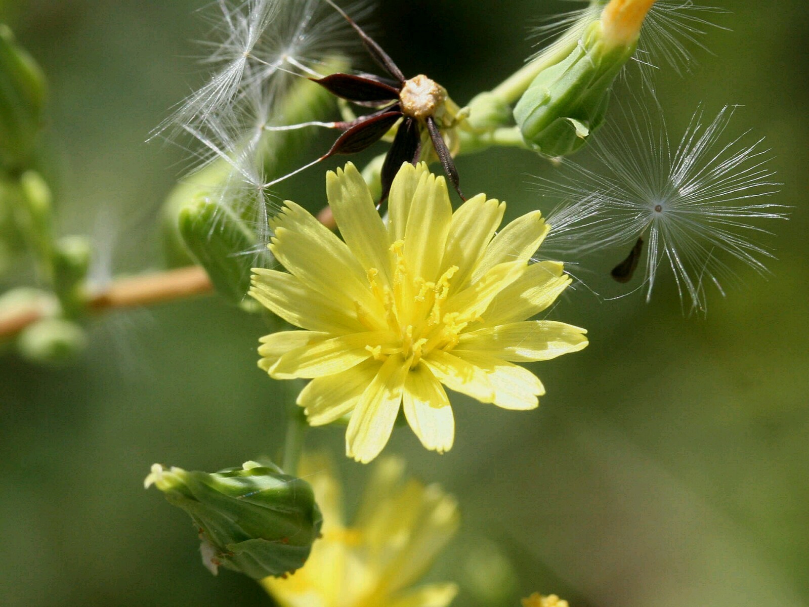 Lactuca virosa Seeds ~ 175+ Seeds ~ Wild Lettuce For Tea, Resin extract, Pain.