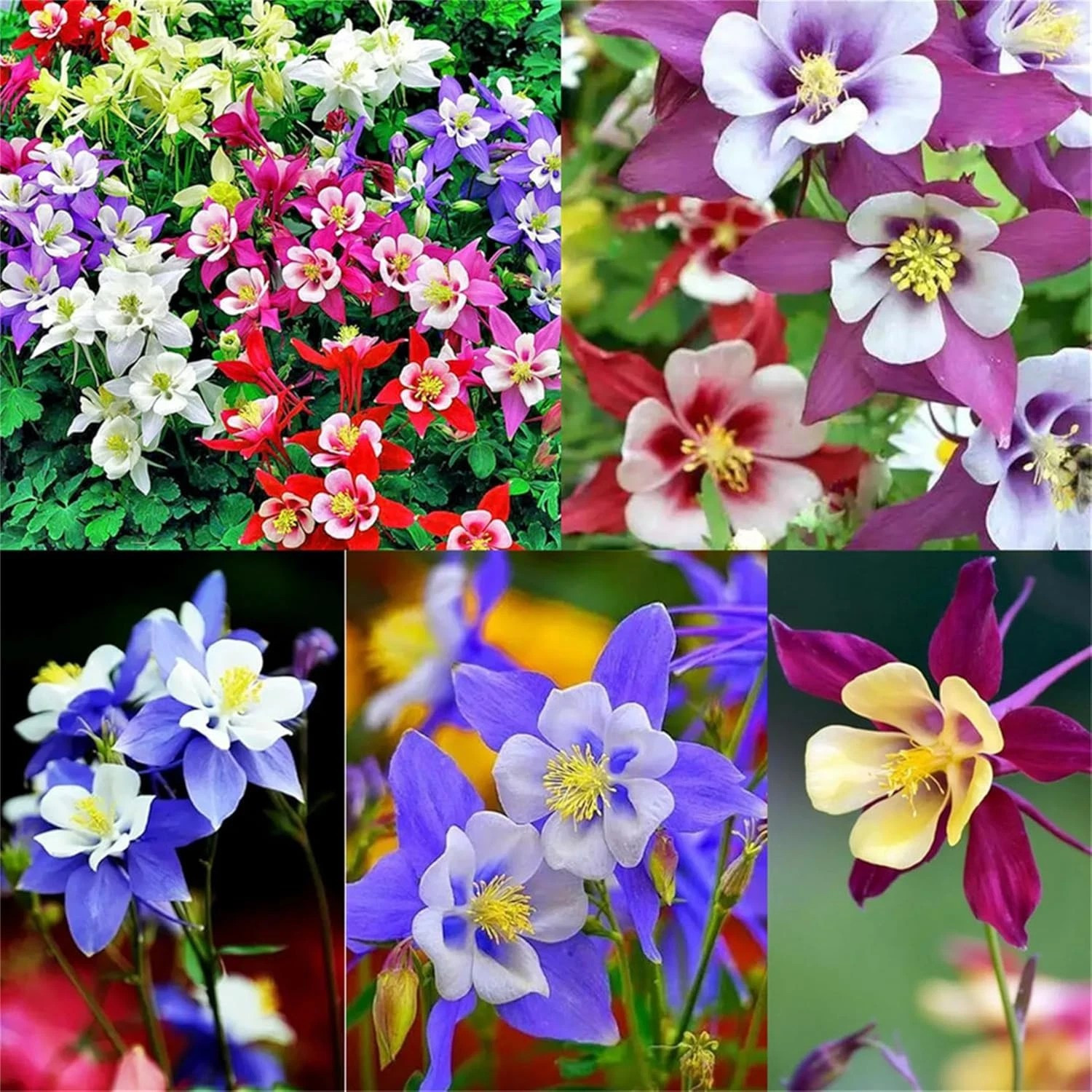 200+ Columbine Seeds – Double Mixed ——- Granny’s Bonnet – Granny’s Nightcap