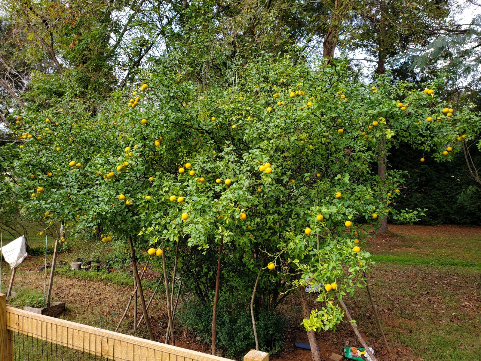 CLEARANCE SALE!! Poncirus Trifoliata Hardy Orange SEEDS 100+ Grow For Grafting🍊