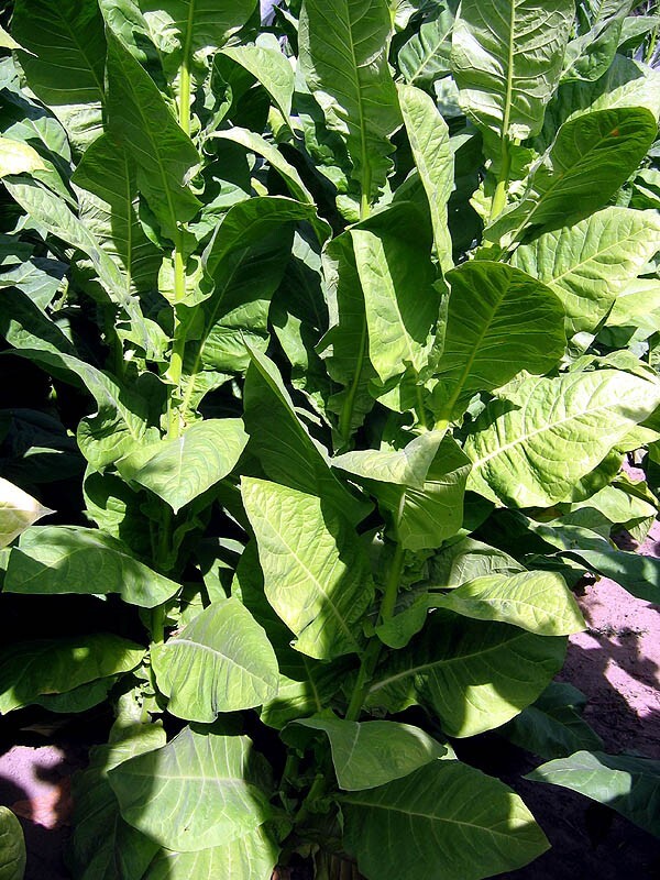 1000 Corojo 99 Tobacco Seeds ~ Wrapper Leaf Heirloom Non-GMO Nicotiana Tabacum
