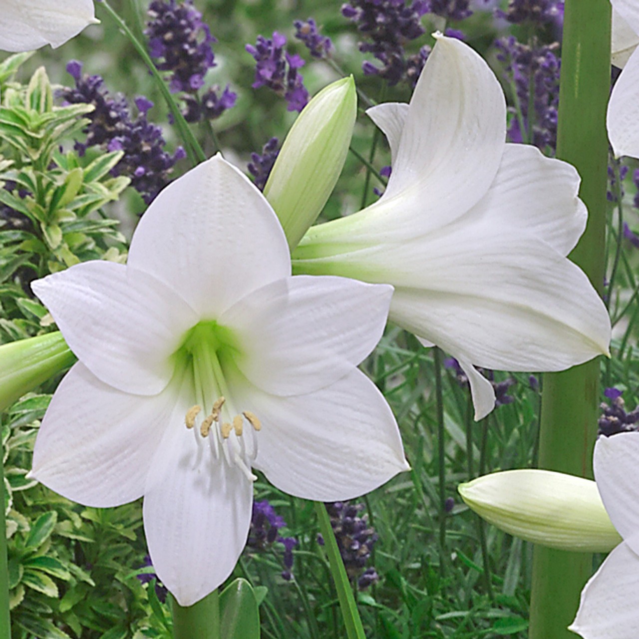 2 White Amaryllis BULBS **Multiple blooms per bulb