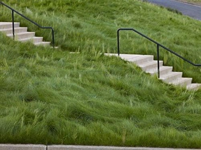 1lb Creeping Red Fescue Grass Seed – Superior Disease Resistance & Fast Growth