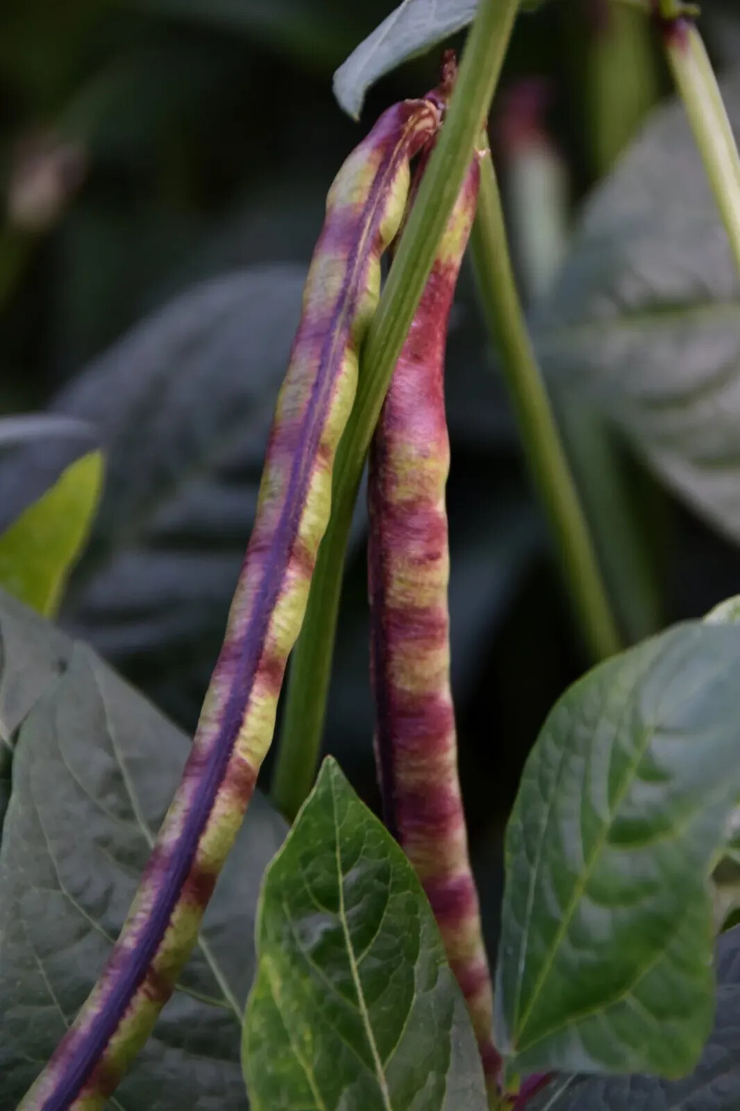 Top Pick Pinkeye Purple Hull Pea Seeds, NON-GMO, Cowpea, Southern Pea, FREE SHIP