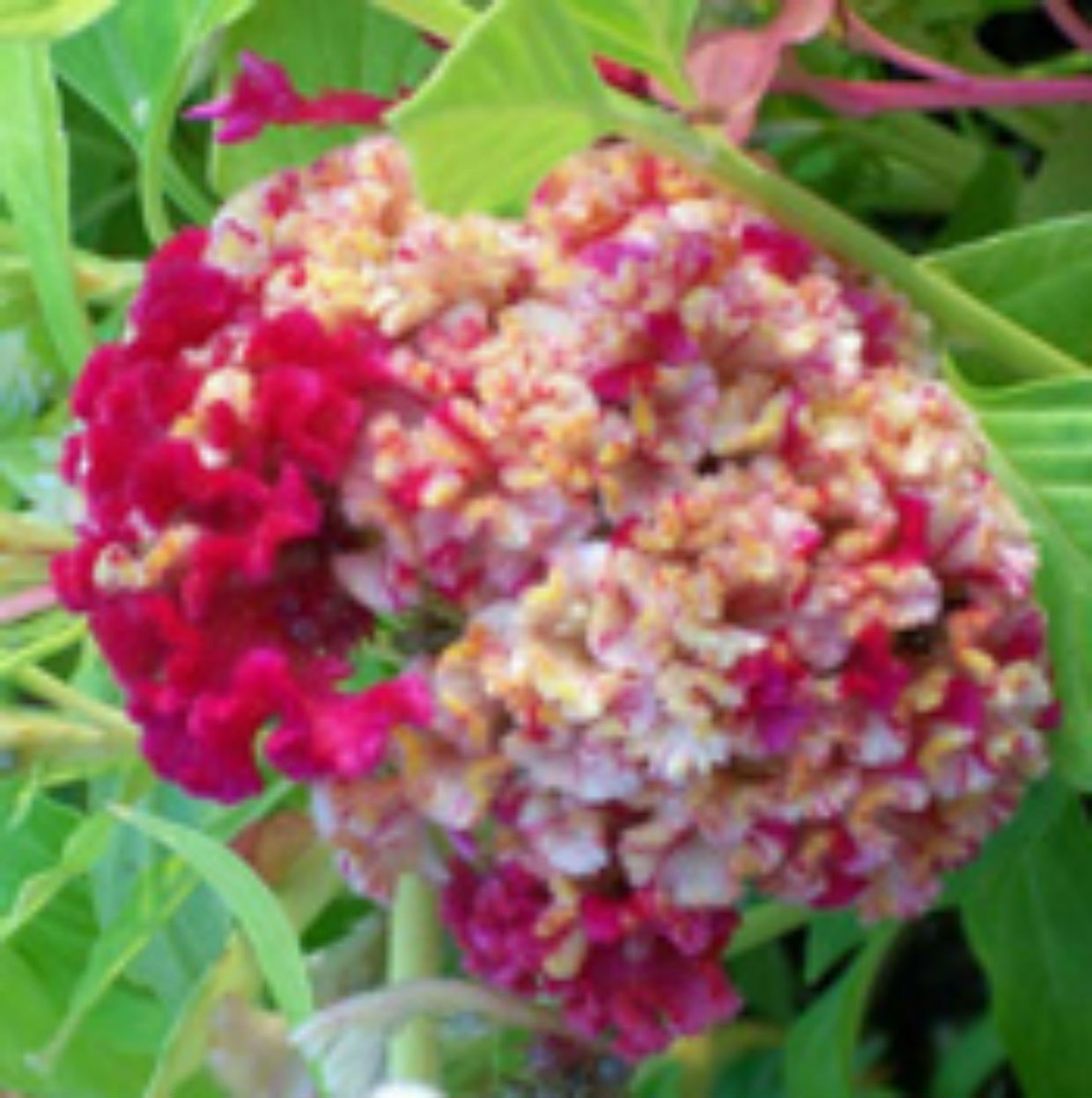 HUGE Brain Celosia CRAZY MIXED COLORS 100 Seeds Comb. S/H OLD AMISH PLANT