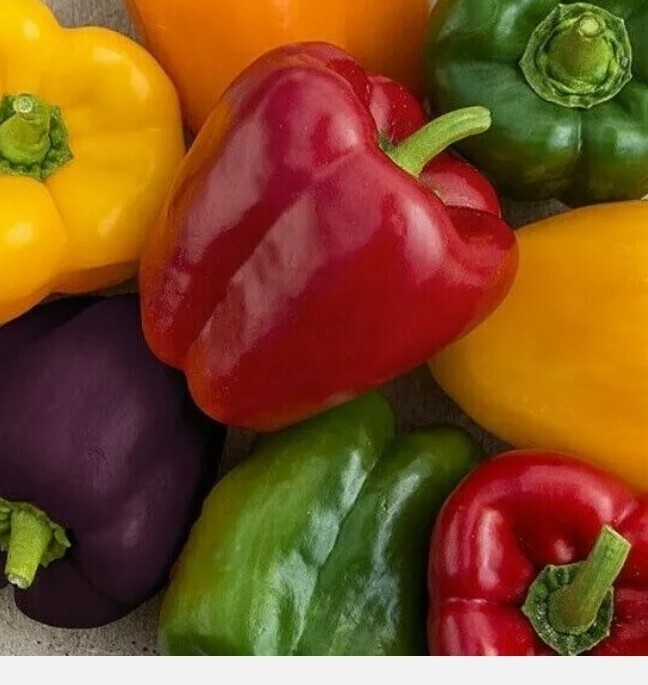 🫑RAINBOW BELL PEPPER SEEDS MIX 50+ RED purple orange white yellow
