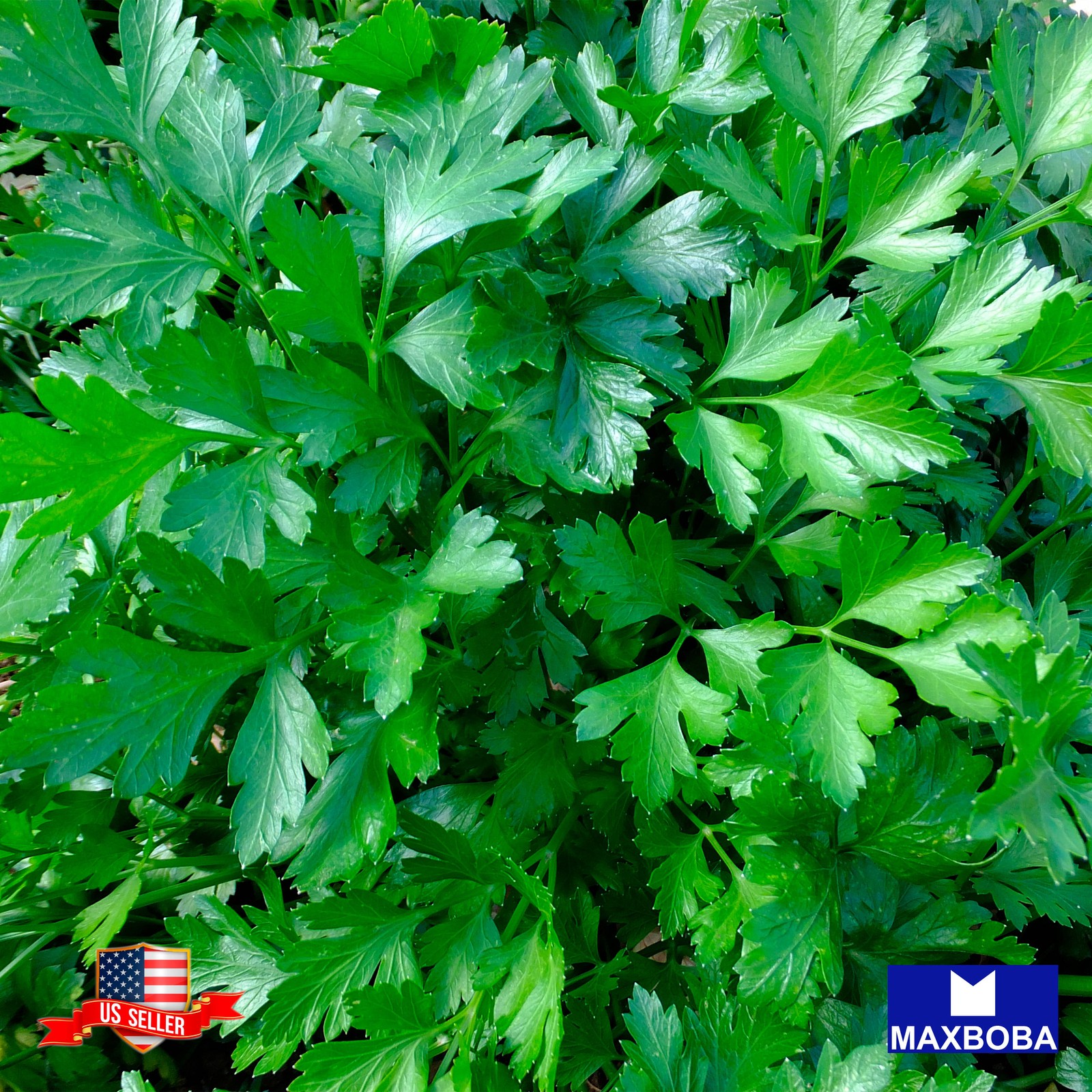 Non-GMO 300+ Cilantro Seeds – Slow Bolt Heirloom BOGO 50% OFF