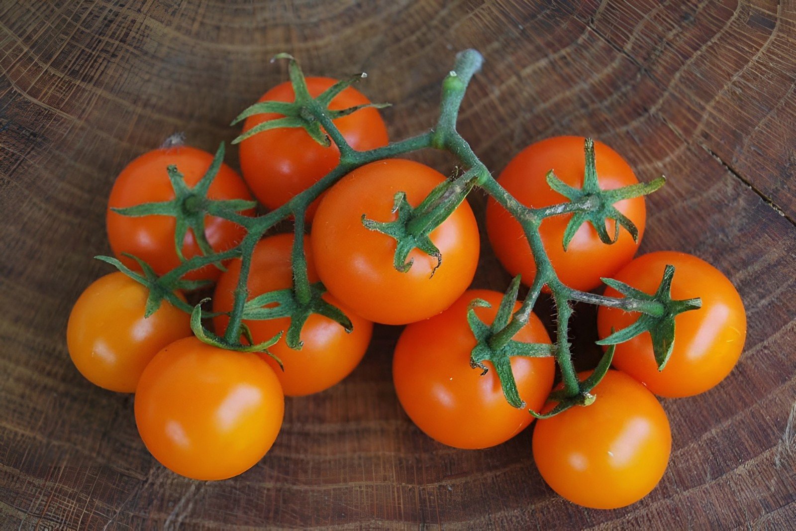 25 Sungold Cherry Tomato Seeds – Free Shipping Organic NonGMO Authentic F1 Seeds