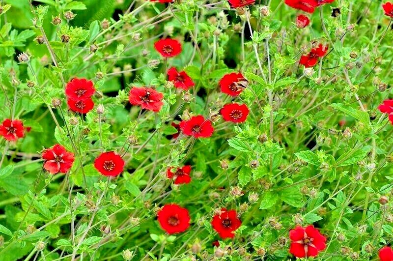 101+PONTENTILLA SCARLET CINQUEFOIL Seed Native Perennial Compact Flowering Shrub