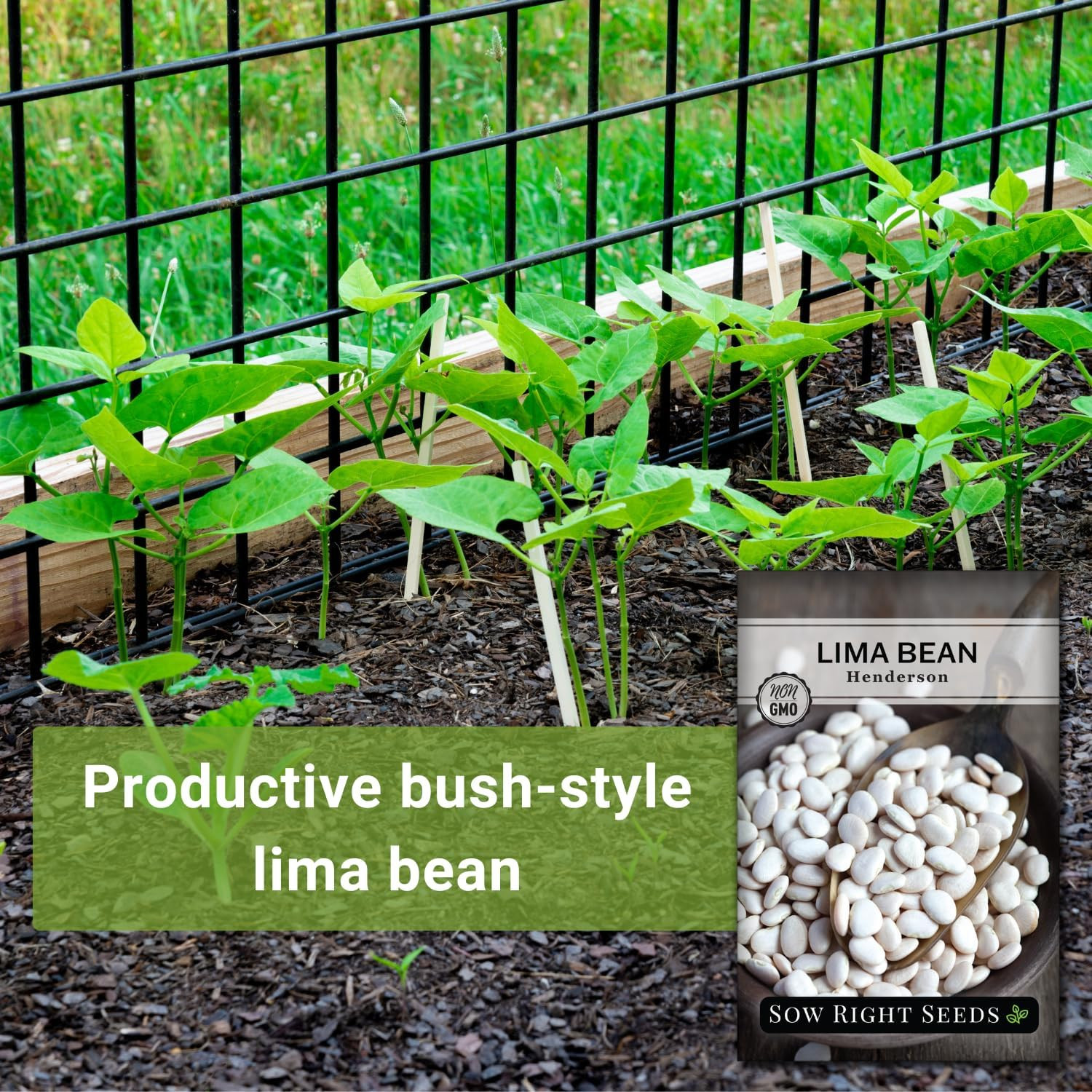 – Bush Henderson Lima Bean Seeds for Planting – Non-Gmo Heirloom Packet, Instruc