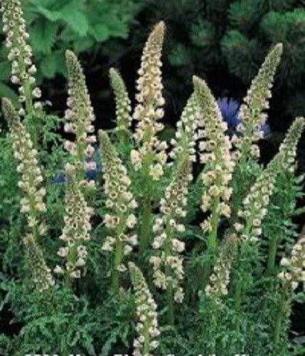 200 WHITE MIGNONETTE Reseda Alba VERY FRAGRANT Flower Seeds *Flat S/H
