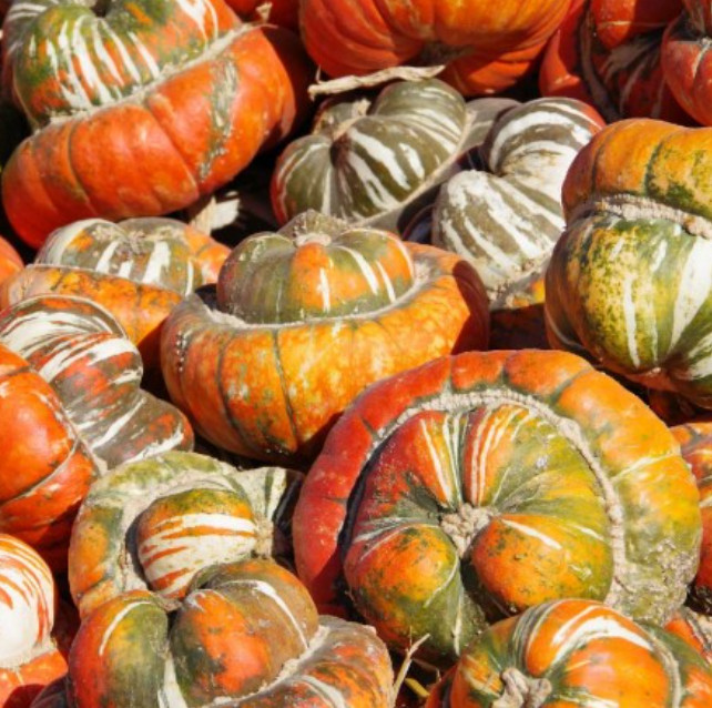 Gourd TURK’S TURBAN Heirloom Huge Decorative Edible Non-GMO USA 12 Seeds!
