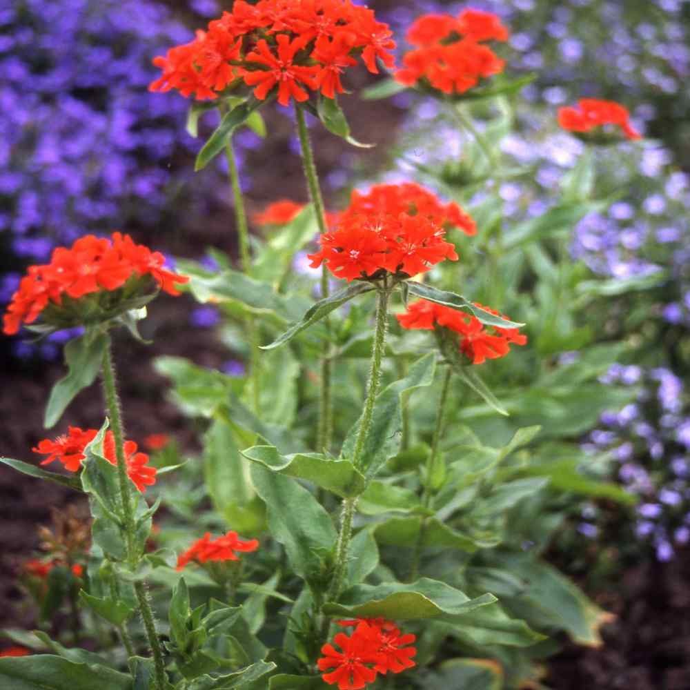 10000 Seeds Lychnis Seeds – Maltese Cross Lychnis Chalcedonica Flower Seed