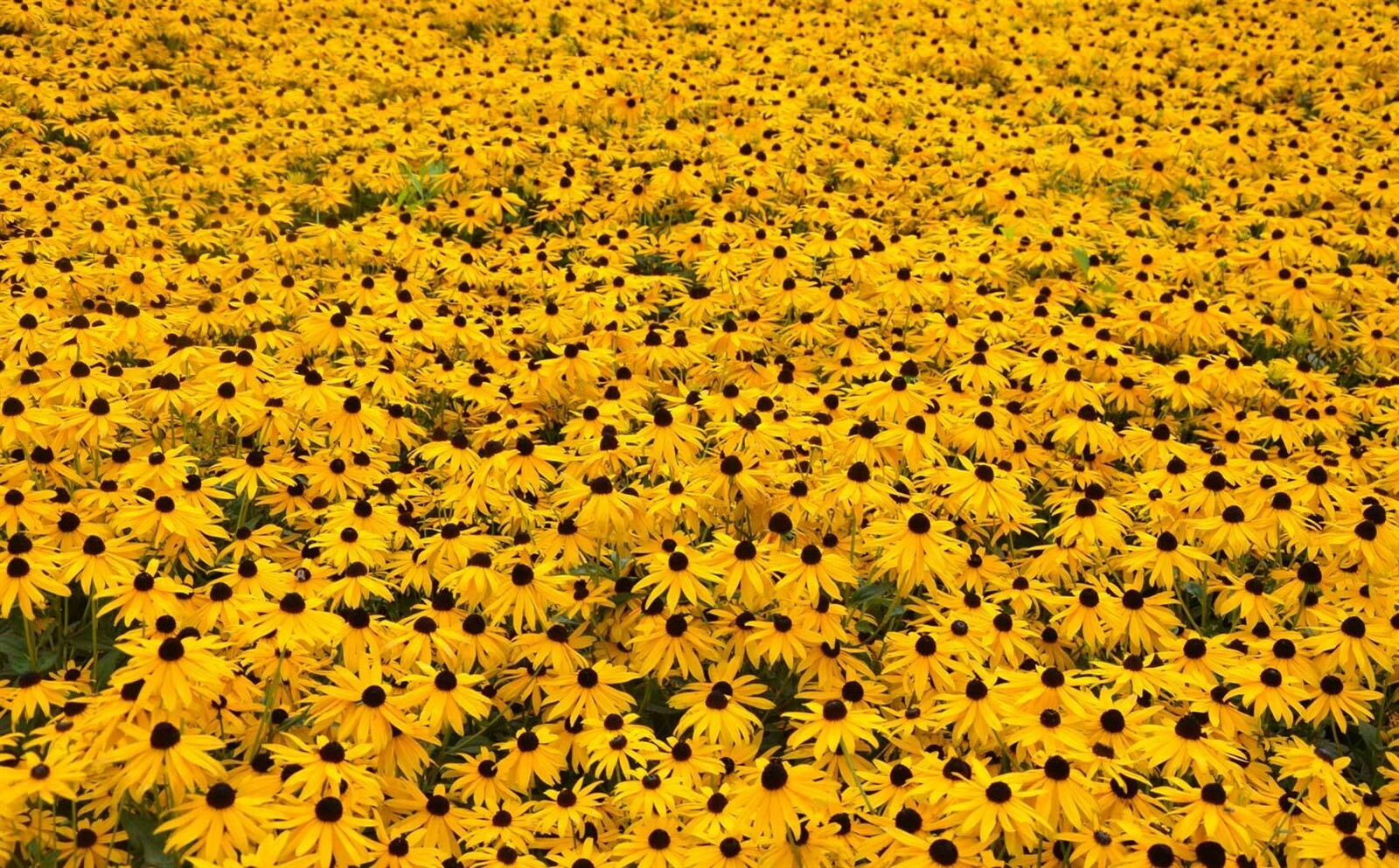 Rudbeckia hirta| Black-eyed Susan| Gloriosa Daisy| 1000_Seeds