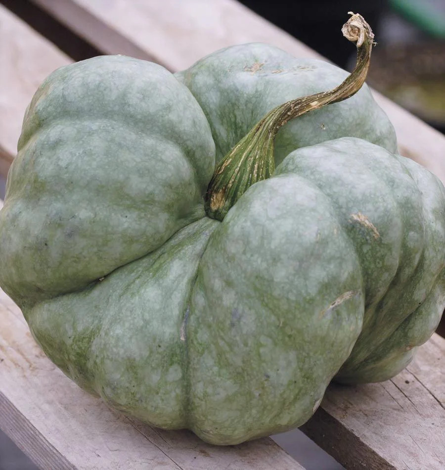 Triamble Blue Pumpkin Seeds | Shamrock TriStar Gray Jarrahdale Squash Seed 2024