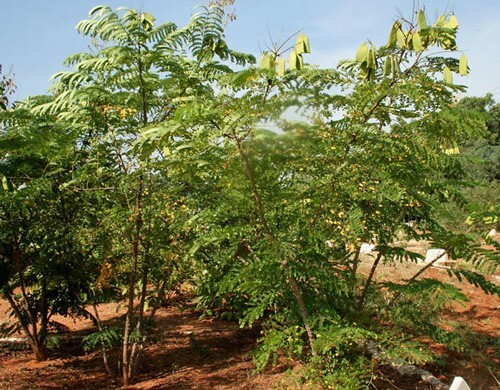 Caesalpinia sappan | Sappanwood | Brazilwood | 5 Seeds