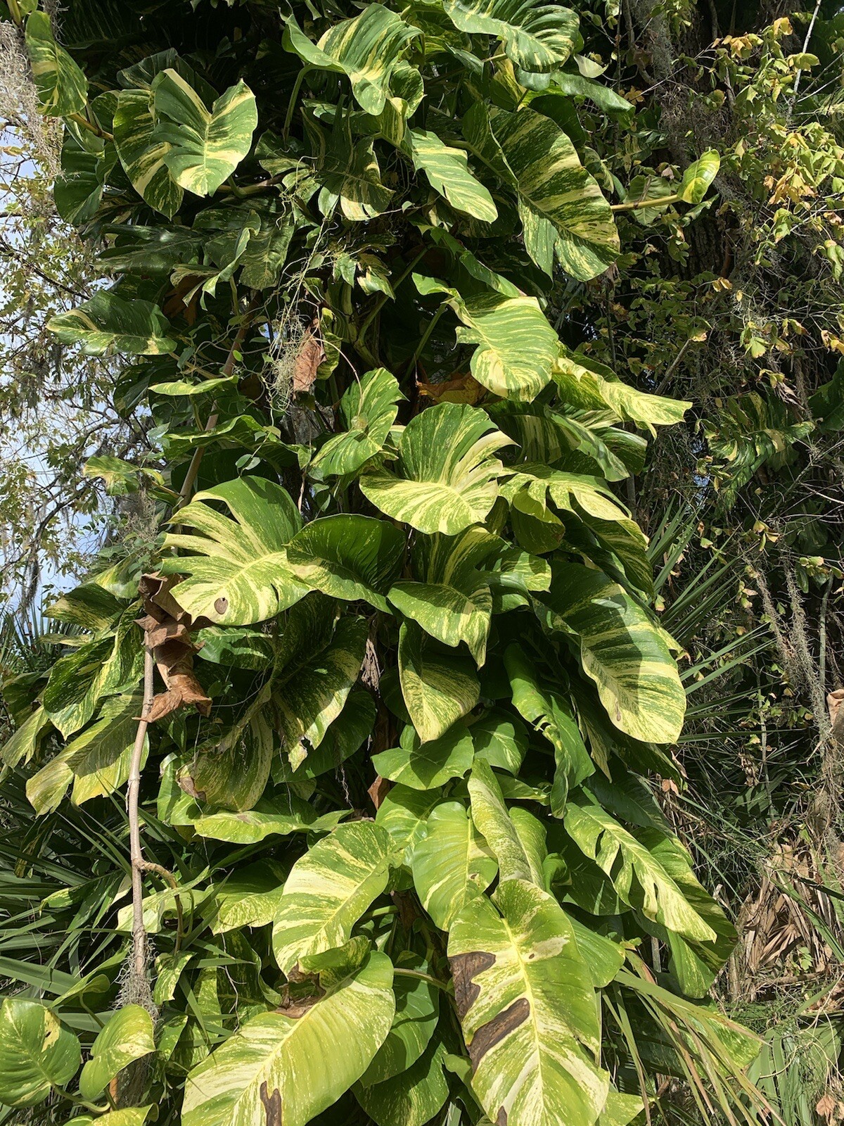 Variegated Giant Golden Pothos, well rooted plant shipped in container with soil