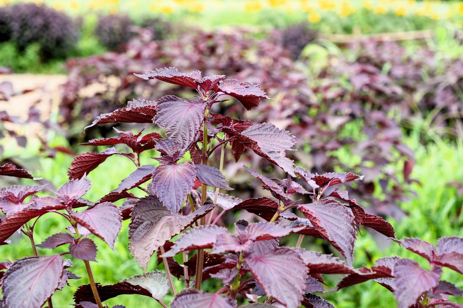 300 PURPLE SHISO aka PERILLA Frutescens Ornamental Herb Seeds Green & Purple
