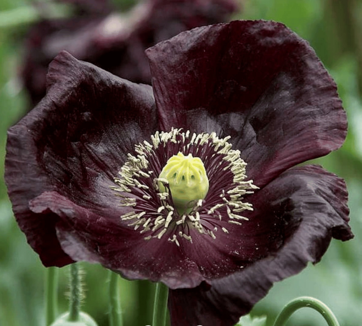 1,000 Seeds – Ultimate Mixed Poppy Seed – P. Somniferum – 10 Beautiful Varieties