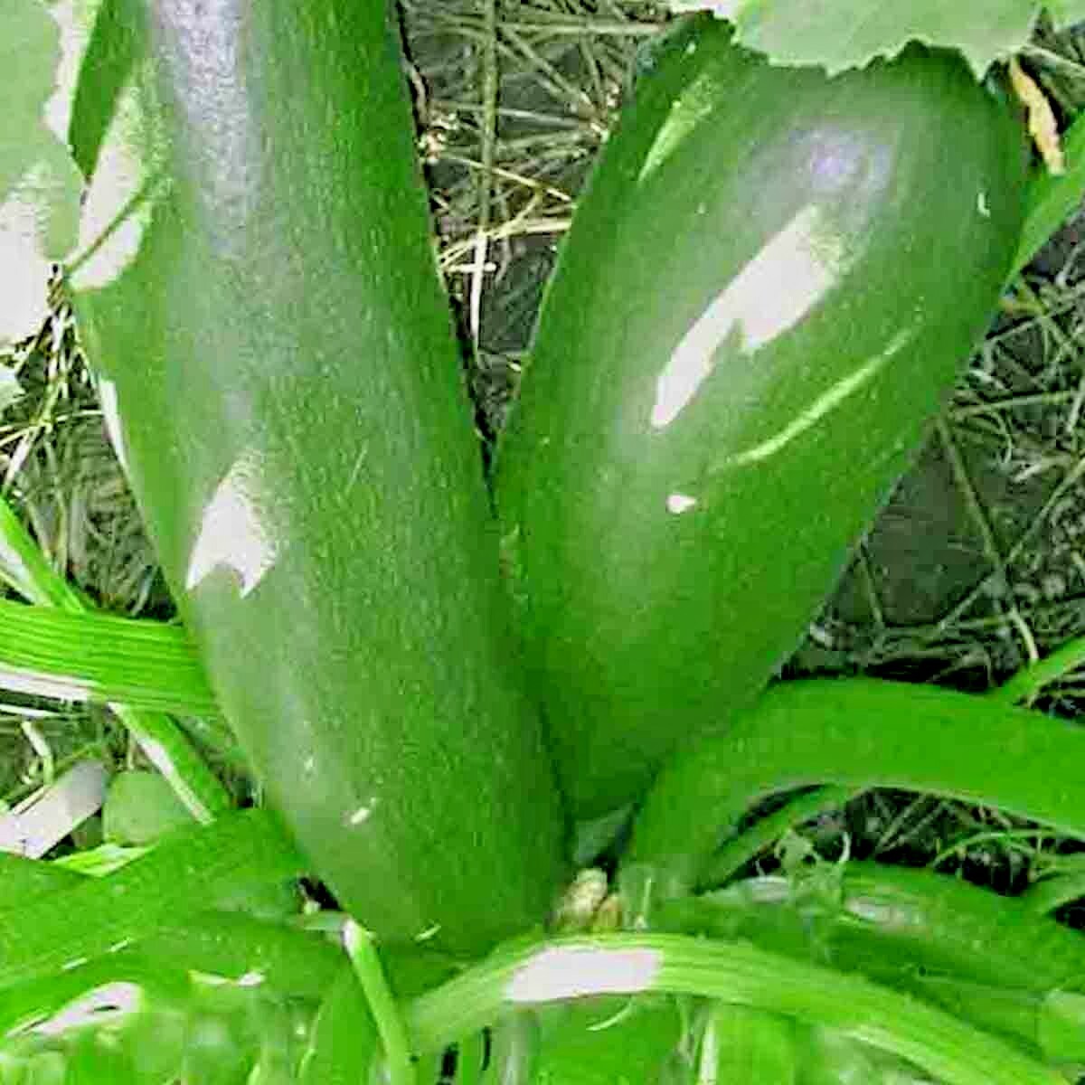 100+ SQUASH ZUCCHINI SEEDS BLACK BEAUTY SPRING HEIRLOOM VEGETABLE GARDEN NON-GMO