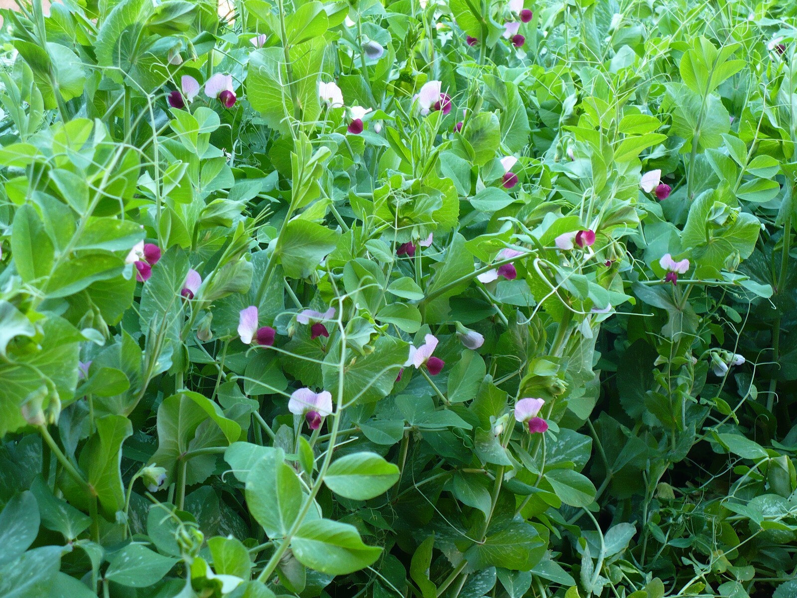 Snow Peas – Dwarf Grey Sugar (Chinese Pea Pod), Pisum sativum (65 Days)