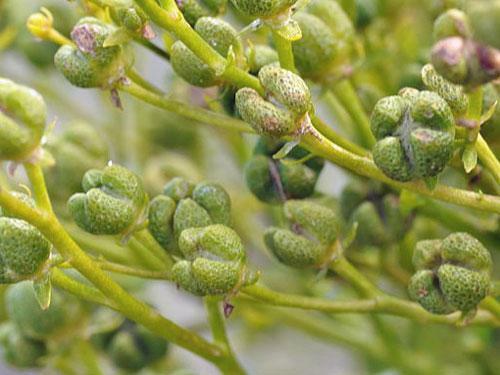 Ruta graveolens | Common or Garden Rue | Herb of Grace | 10 Seeds