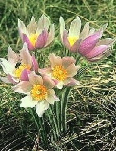 30+ Anemone Wolfgangia Flower Seeds / Perennial