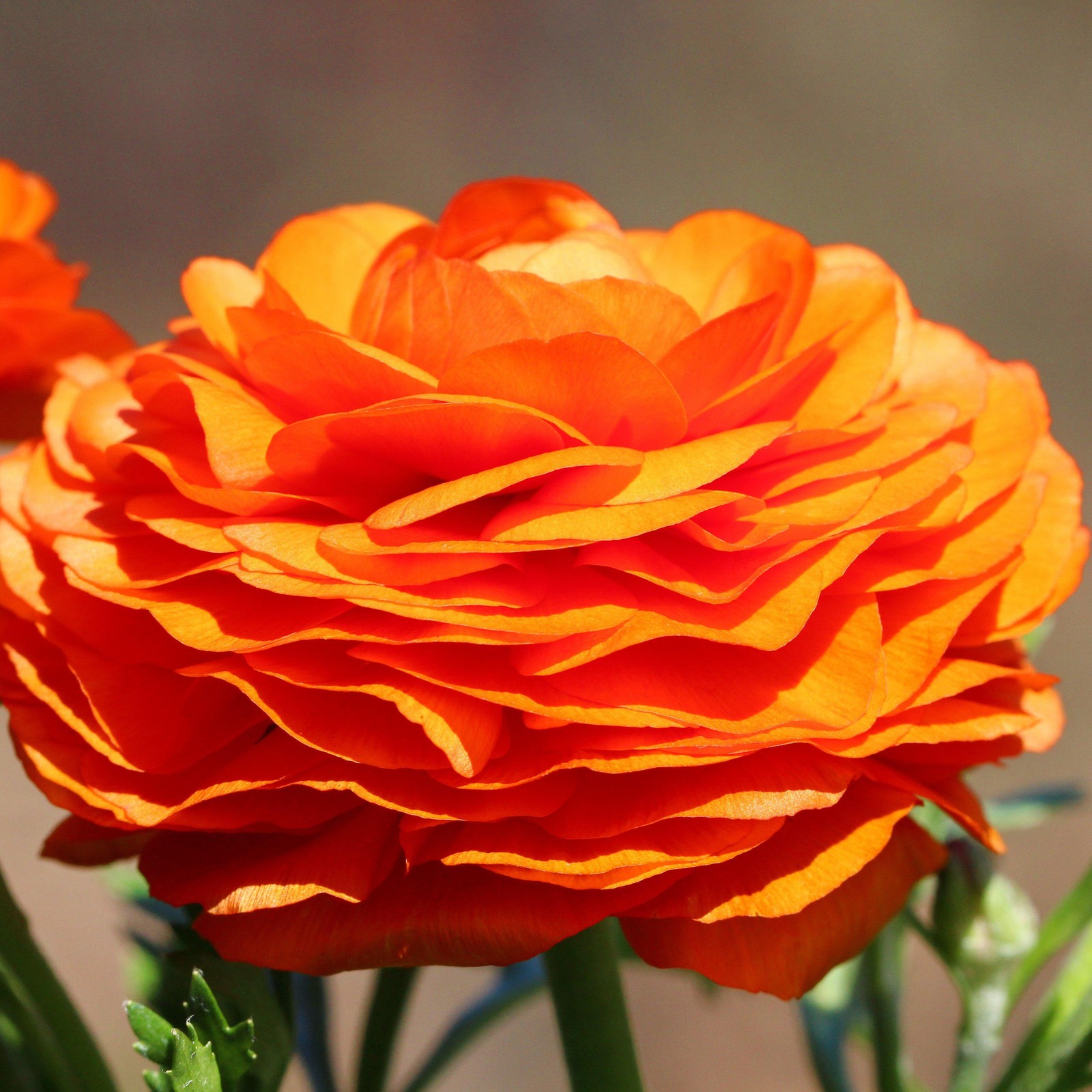 Easy to Grow Ranunculus Buttercup Sunset 10 Plant Bulbs, Spring Flowers
