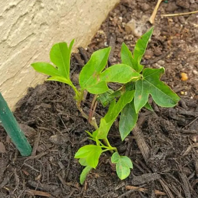 Passiflora Incarnata Maypop Live Plant – 5-10″ tall – Hardy Purple Blooming Vine