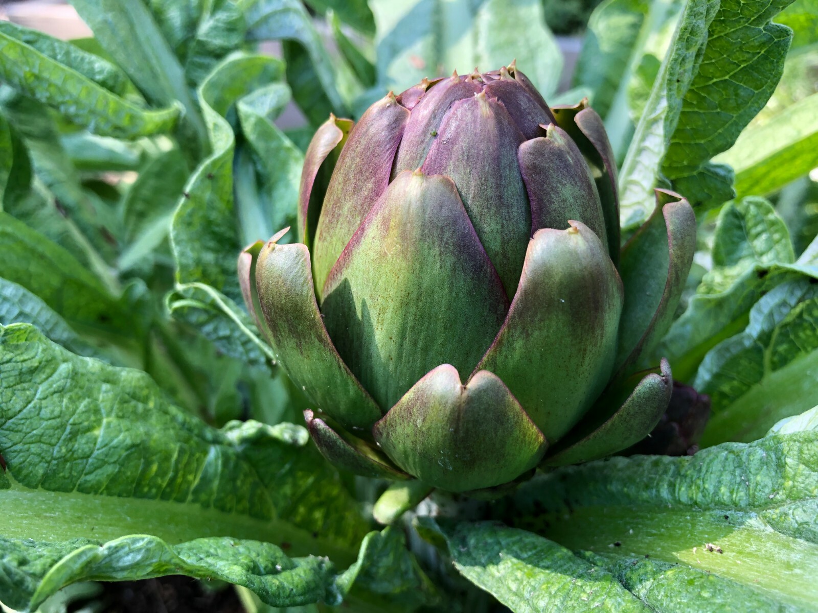 50+ Globe Artichoke Seeds Organically Grown USA Heirloom Non-GMO Packed For 2021