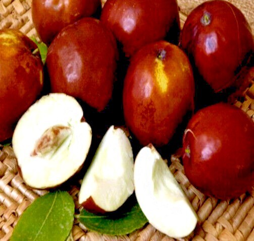 10 JUJUBE FRUIT TREE SEEDS RED CHINESE DATE INDIAN PLUM Superfruit Fast Hardy
