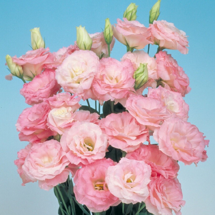 Lisianthus Seeds Mariachi Misty Pink 25 Pelleted Seeds Flower Seeds